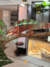Load image into Gallery viewer, AMBILOBE Male Panther Chameleon: (E12)