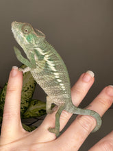 Load image into Gallery viewer, ANKILOBE Panther Chameleon: Ankify x Ambilobe (Q7)