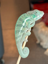 Load image into Gallery viewer, AMBANJA x WC male (I2)