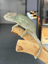 Load image into Gallery viewer, AMBILOBE Panther Chameleon: Starburst x Shirin (R2)