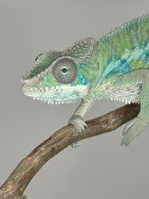 Load image into Gallery viewer, AMBILOBE Male Panther Chameleon: (E2)
