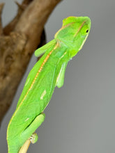 Load image into Gallery viewer, FEMALE Veiled Chameleon (I16)