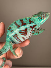 Load image into Gallery viewer, AMBANJA Panther Chameleon: (E8)