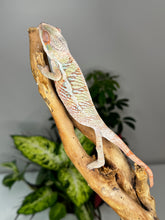 Load image into Gallery viewer, Ambilobe Male (R10)