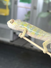 Load image into Gallery viewer, AMBILOBE male: Sam x Amie (Q7)