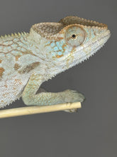 Load image into Gallery viewer, AMBANJA FEMALE Panther Chameleon: đș (R5)