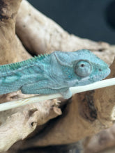 Load image into Gallery viewer, AMBILOBE Panther Chameleon: Frank x Sandy (Q2)