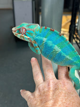 Load image into Gallery viewer, AMBILOBE Panther Chameleon male: (J1)