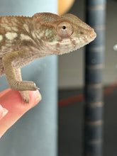 Load image into Gallery viewer, AMBILOBE FEMALE Panther Chameleon: šŗ (O11)