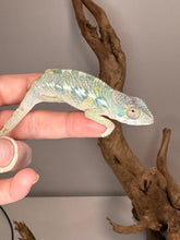 Load image into Gallery viewer, AMBILOBE Panther Chameleon: (E21)