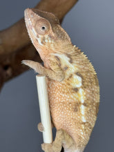 Load image into Gallery viewer, Ambilobe FEMALE: Magnus x Skittles 🚺 (R10)
