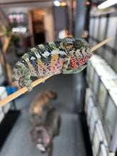 Load image into Gallery viewer, AMBILOBE male: Sam x Amie (Q1)