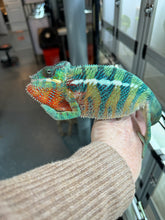 Load image into Gallery viewer, AMBILOBE male: WC Hawkeye x Nugget (J12)