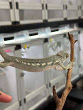 Load image into Gallery viewer, AMBILOBE FEMALE Panther Chameleon: šŗ (E30)