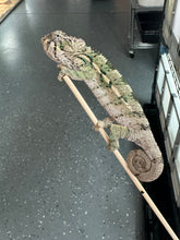 Load image into Gallery viewer, AMBILOBE Panther Chameleon: Magnus x Emma (R5)