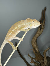 Load image into Gallery viewer, AMBILOBE FEMALE - Flash x Opal πΊ (S4)