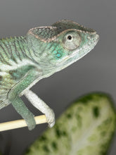 Load image into Gallery viewer, ANKILOBE Panther Chameleon: Ankify x Ambilobe (Q7)