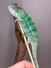 Load image into Gallery viewer, AMBILOBE Male Panther Chameleon: (E10)