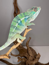 Load image into Gallery viewer, AMBILOBE Panther Chameleon: (E22)
