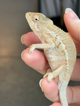 Load image into Gallery viewer, Ambiolbe FEMALE Panther Chameleon: (S1)