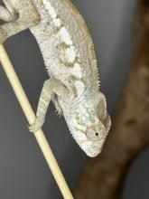 Load image into Gallery viewer, AMBANJA FEMALE Panther Chameleon: Dubois x Ellie (S3)