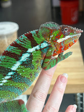 Load image into Gallery viewer, Ambilobe Panther Chameleon Riot/JJ/Bolt J7