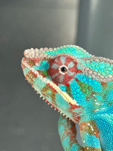Load image into Gallery viewer, AMBILOBE Panther Chameleon male: (J1)