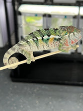 Load image into Gallery viewer, AMBILOBE male: Sam x Amie (Q5)
