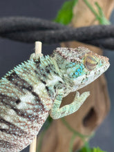 Load image into Gallery viewer, AMBANJA Panther Chameleon: Dubois x Ellie (E7)