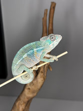 Load image into Gallery viewer, AMBILOBE Male Panther Chameleon: (E32)