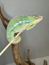 Load image into Gallery viewer, AMBILOBE Panther Chameleon male:(J2)