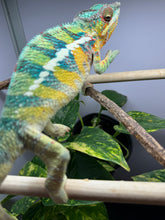 Load image into Gallery viewer, AMBILOBE male: WC Hawkeye x Nugget (J12)