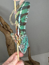 Load image into Gallery viewer, AMBILOBE Male Panther Chameleon: (K1)