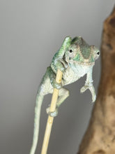 Load image into Gallery viewer, Ambilobe Male Panther Chameleon: Flash x Opal (E21)