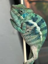 Load image into Gallery viewer, AMBANJA/NOSY FALY male (R8)