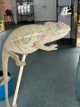 Load image into Gallery viewer, AMBILOBE Panther Chameleon: Sam x Georgia (P9)
