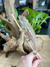 Load image into Gallery viewer, Ambilobe male: Flash x Rocky (J6)
