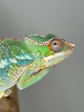 Load image into Gallery viewer, AMBILOBE Panther Chameleon male:(J2)