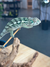 Load image into Gallery viewer, AMBILOBE Panther Chameleon: Frank x Sandy (Q6)