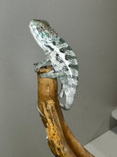 Load image into Gallery viewer, SURPRISE male: (R8)