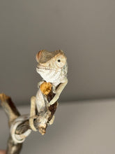 Load image into Gallery viewer, AMBILOBE FEMALE Panther Chameleon: šŗ (Q10)