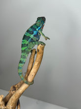 Load image into Gallery viewer, Stunning Ambilobe panther chameleon at FramsChams.com