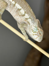 Load image into Gallery viewer, AMBANJA FEMALE Panther Chameleon: Dubois x Ellie (S3)