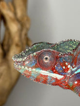 Load image into Gallery viewer, AMBANJA Panther Chameleon: (E23)