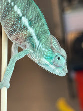 Load image into Gallery viewer, AMBANJA x WC male (I2)
