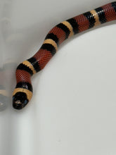 Load image into Gallery viewer, Apricot Pueblan Milk Snake- (MS1)