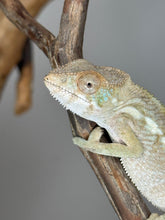 Load image into Gallery viewer, AMBILOBE FEMALE Panther Chameleon: šŗ (Q12)