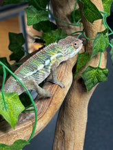 Load image into Gallery viewer, AMBILOBE Panther Chameleon: Frank x Sandy (J6)