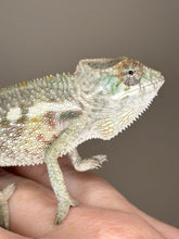 Load image into Gallery viewer, SAMBAVA Panther Chameleon: (E5)