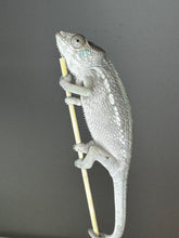 Load image into Gallery viewer, AMBILOBE FEMALE Panther Chameleon: Rogue x Phoenix (S3)